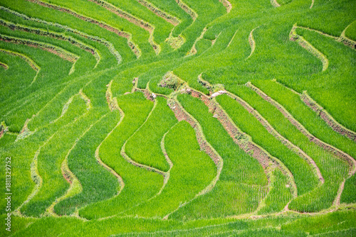 Rice fields on terraces of Mu Cang Chai, Vietnam.