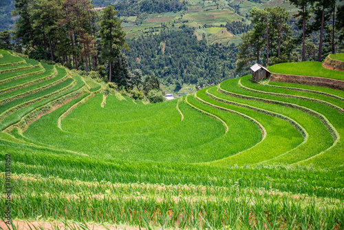 Rice fields on terraces of Mu Cang Chai, Vietnam.