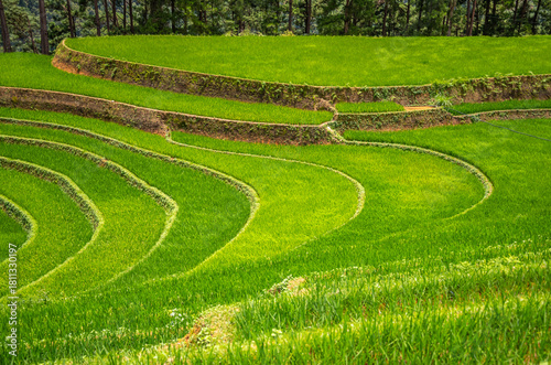 Rice fields on terraces of Mu Cang Chai, Vietnam.
