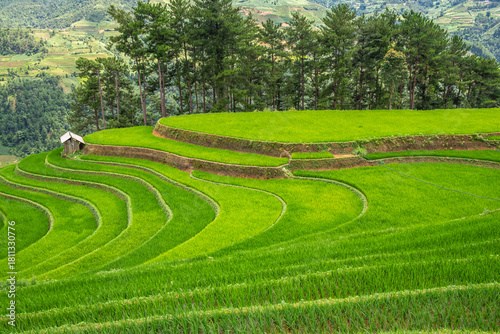 Rice fields on terraces of Mu Cang Chai, Vietnam.