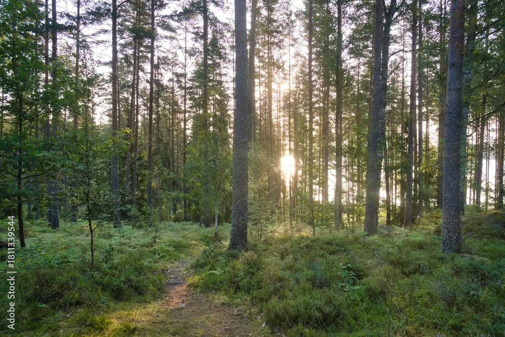 Fototapeta premium Sunlight in a dense forest with ferns and moss-covered forest floor