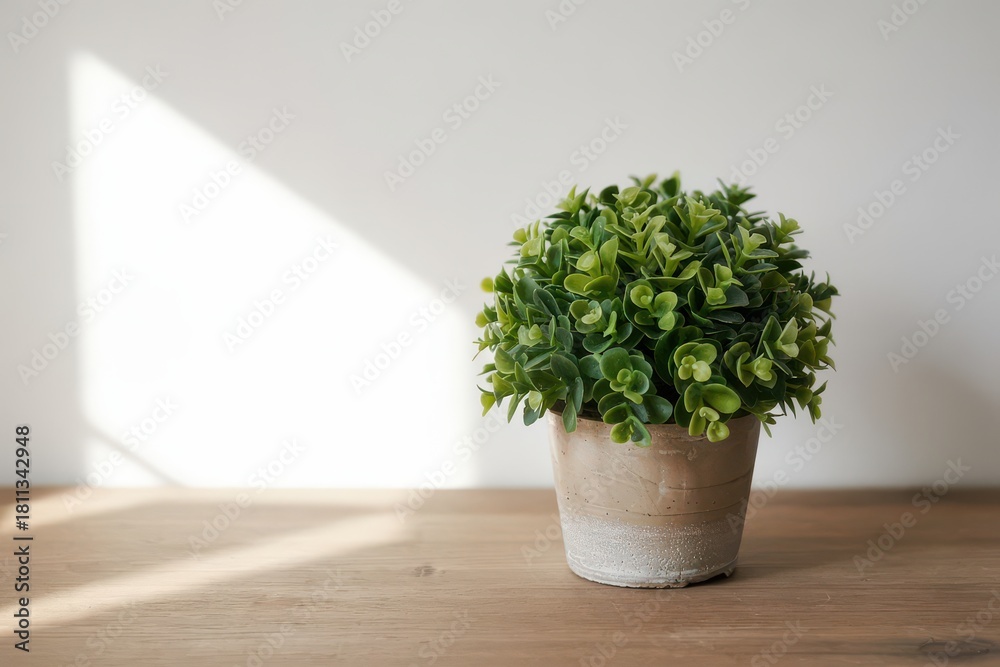 Fototapeta premium Green potted plant on wooden table against a white backdrop wall