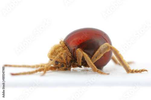 Mezium affine is a species of beetle in the family Ptinidae. Its common names include shiny spider beetle, northern spider beetle and hood spider beetle.