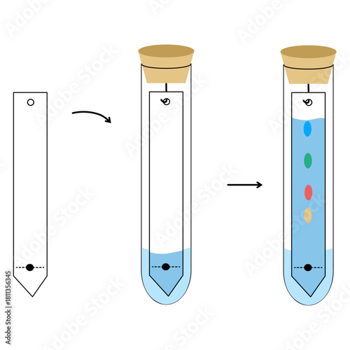 Paper Chromatography Experiment Diagram in a Test Tube, Separation of Components and Analysis Technique