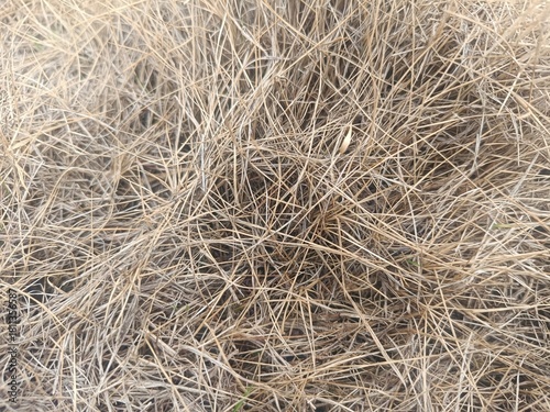 Golden Autumnal Grasses: A Textured Natural Background for Artistic and Seasonal Compositions, Featuring Delicate Blades of Dry Grass