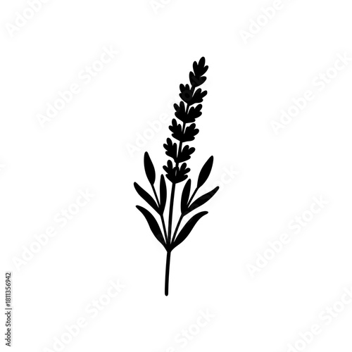 Simple lavender sprig black silhouette on transparent background