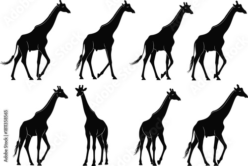 Vector collection of black giraffe silhouettes, walking African animals, long neck wildlife figures for safari design, nature zoo icons, isolated white background illustration set