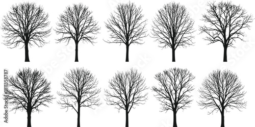 Vector collection of black leafless tree silhouettes, winter forest nature symbols, dry plant icons with bare branches for landscape design, isolated white background illustration set