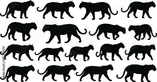 Wild big cat silhouette set featuring tigers and panthers walking and prowling side view vector illustration collection.