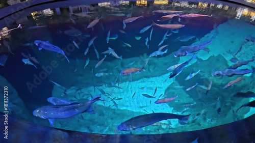 A vibrant underwater scene featuring schools of fish swimming gracefully under beams of soft light, showcasing the beauty of marine life in their natural habitat.