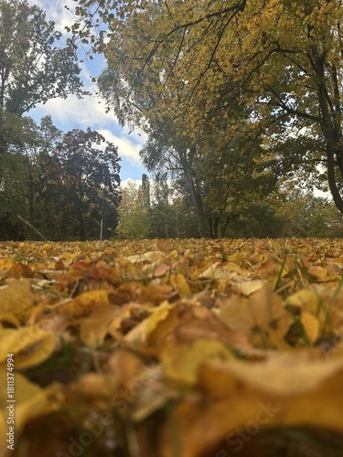Berlin Germany October 2025 Ground level view of golden fallen leaves with autumn trees and blue sky