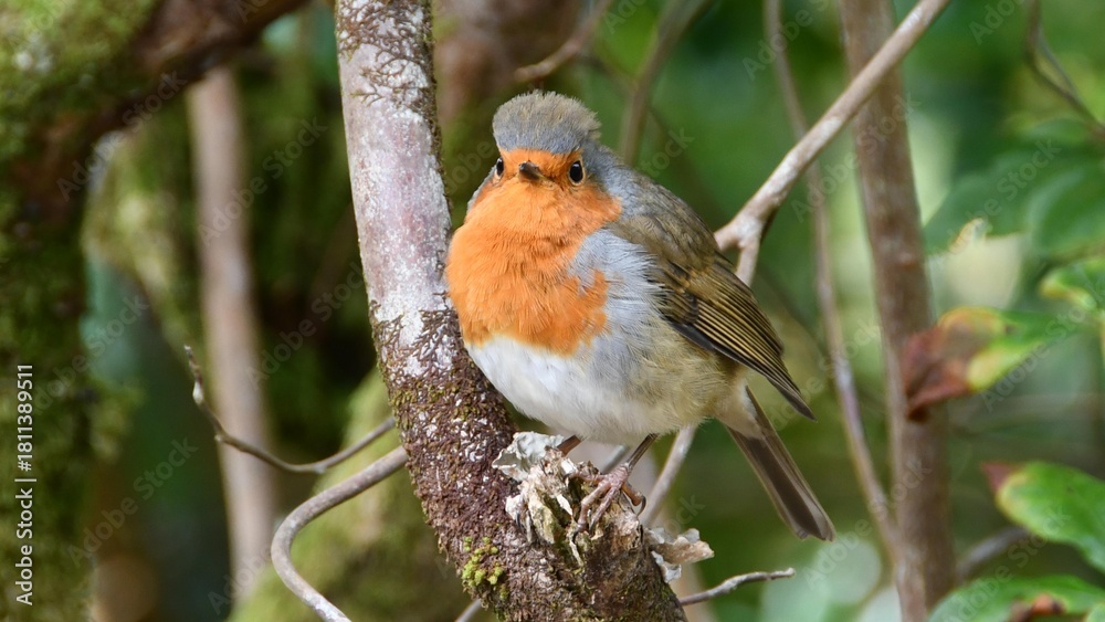 Fototapeta premium Inverewe Garden