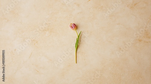 Single Pink and Purple Tulip with Green Leaf, Minimalist on Textured Beige Background, Top View, Copy Space