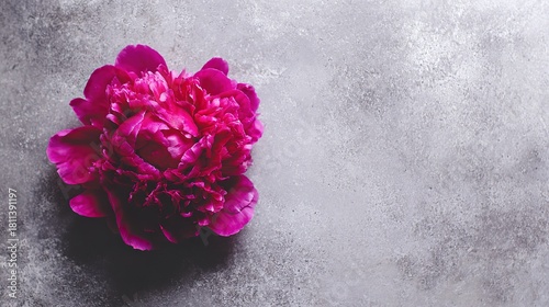 Single Pink Peony, Minimalist on Textured Gray Background, Top View, Copy Space