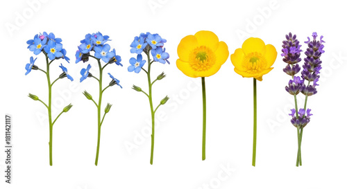 Fototapeta Naklejka Na Ścianę i Meble -  Isolated Summer wildflowers mix selection forget-me-nots, buttercups and lavender stems on white