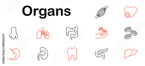 Organs set icon. Heart, lungs, liver, stomach, intestine, kidney, tooth, pancreas, blood cell, muscle, nose, red cell, anatomy, biology, health, medical part, structure, care.