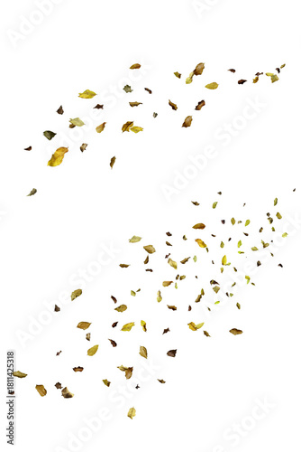 Obraz na płótnie Scattered dry leaves blowing across a white background, creating a natural autum