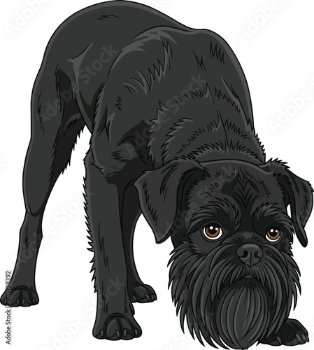 Griffon Belge dog sniffing crouched pose facing front 