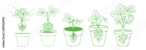 Green continuous-line style vector of a strawberry plant with exposed roots being moved into a pot, displayed on a clean white backdrop.

