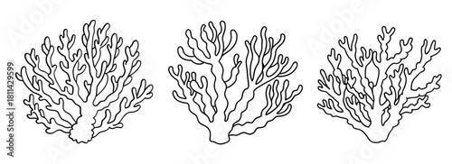 Three black and white hand drawn branching coral outlines on a white background. Isolated transparent background ( include cut-out PNG file ).