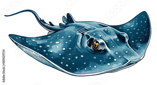 Spotted oceanic manta ray vector artwork Isolated transparent background ( include cut-out PNG file )