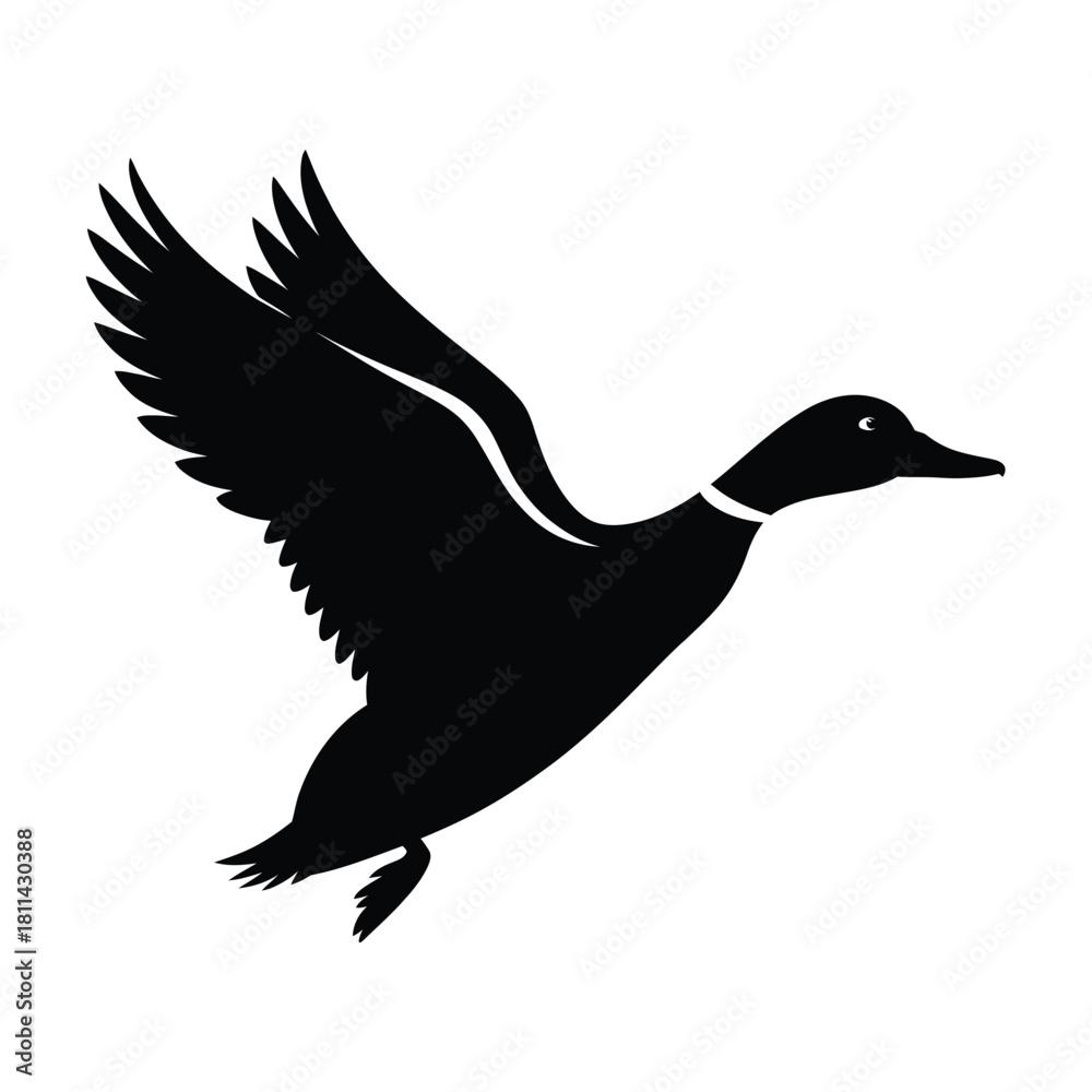 Fototapeta premium Silhouette of a mallard duck in flight against a white background