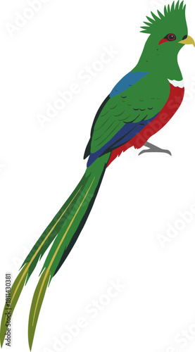 Flat Graphic Resplendent Quetzal Bird with Long Tail Icon Illustration