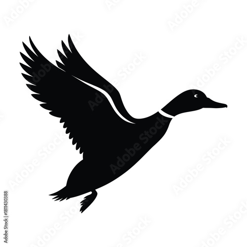 Silhouette of a mallard duck in flight against a white background