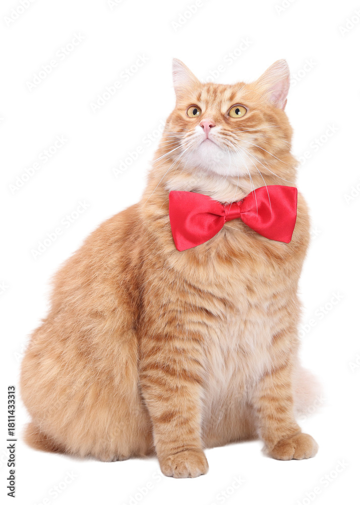 Obraz premium Cute fluffy ginger cat in a red bow tie, isolated PNG on a clean white background, stylish minimal studio portrait with copy space, ideal for marketing, invitations, ads and playful pet-themed designs