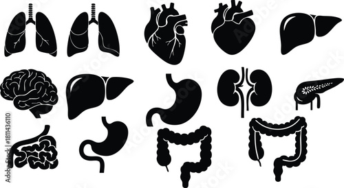 Human internal organs icons set including lungs heart liver brain stomach kidneys pancreas intestines vector illustration