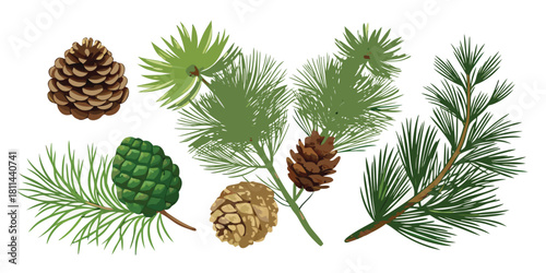 Pinecones evergreen branches needles foliage forest nature botanical winter season