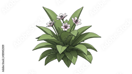 Illustrative depiction of delicate flowering plant with green foliage against white backdrop