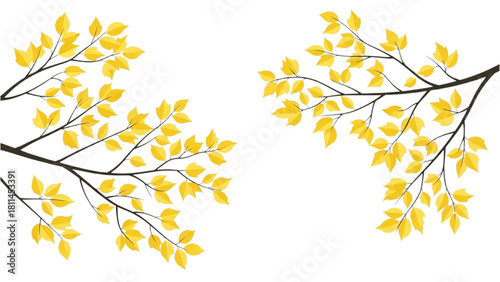 Autumn branches with yellow leaves on a white background, fall season
