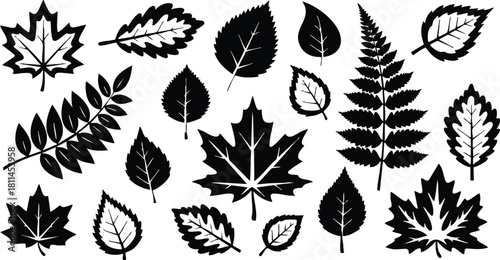 Collection of black and white leaf silhouettes showing various shapes and species in nature design elements