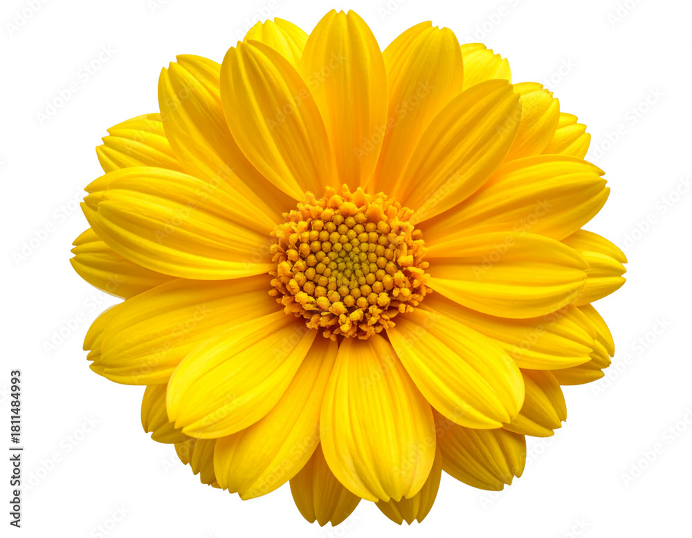 Obraz premium Single Yellow Bloom with Soft Petals, Isolated on Transparent Background