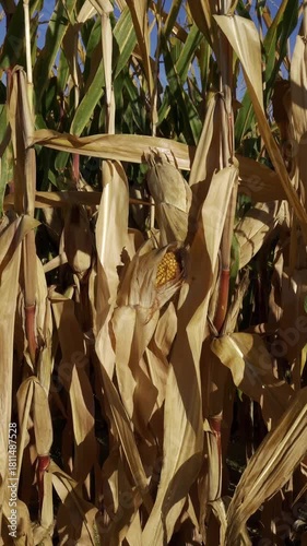 corn field with cobs at sunrise with blue sky in autumn before harvest ,  real video footage