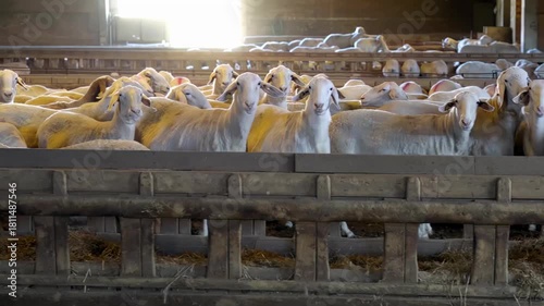 sheeps and lambs  standing in barn of farm for milk production and breeding and sale , real  video footage