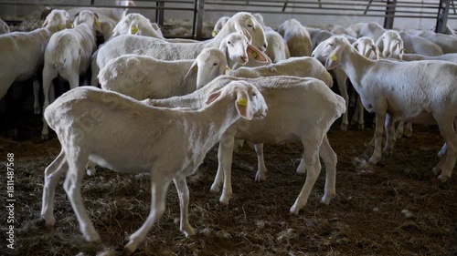 sheeps and lambs  standing in barn of farm for milk production and breeding and sale , real  video footage