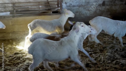 sheeps and lambs  standing in barn of farm for milk production and breeding and sale , real  video footage