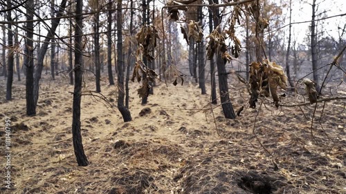 burned trees and brushs view in mountains after a fire , ecological desaster real video footage
