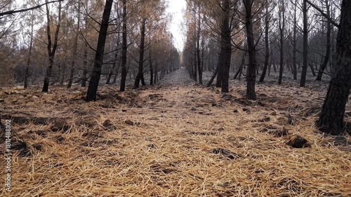 burned trees and brushs view in mountains after a fire , ecological desaster real video footage
