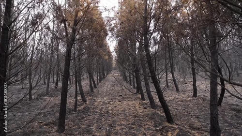 burned trees and brushs view in mountains after a fire , ecological desaster real video footage
