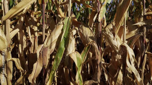 corn field with cobs at sunrise with blue sky in autumn before harvest ,  real video footage