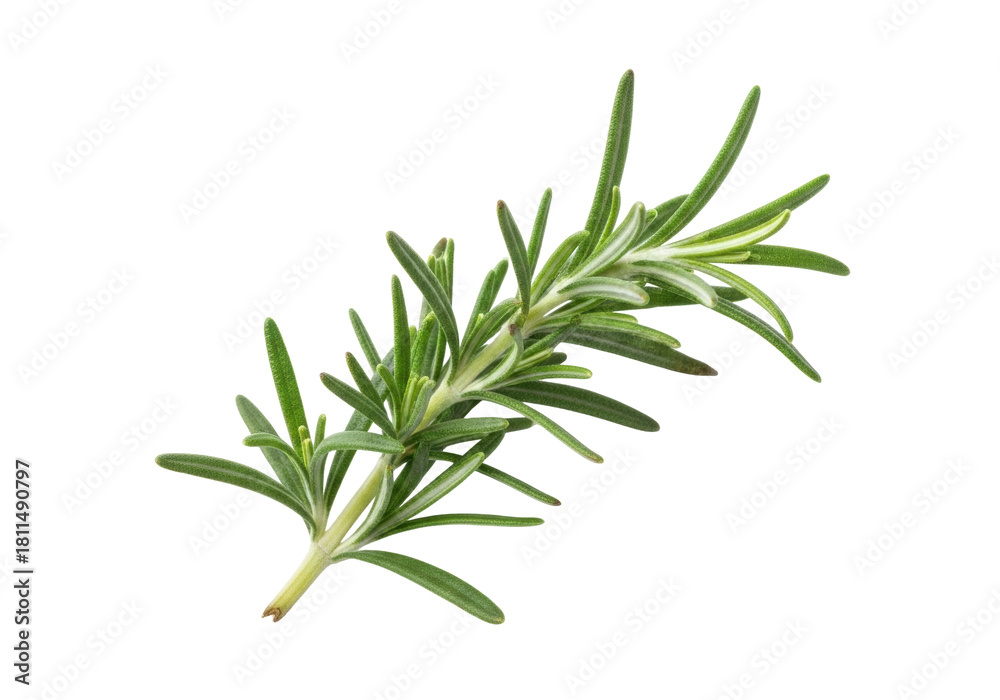 Fototapeta premium Isolated fresh rosemary branch with aromatic needle-like leaves for cooking and herbal uses