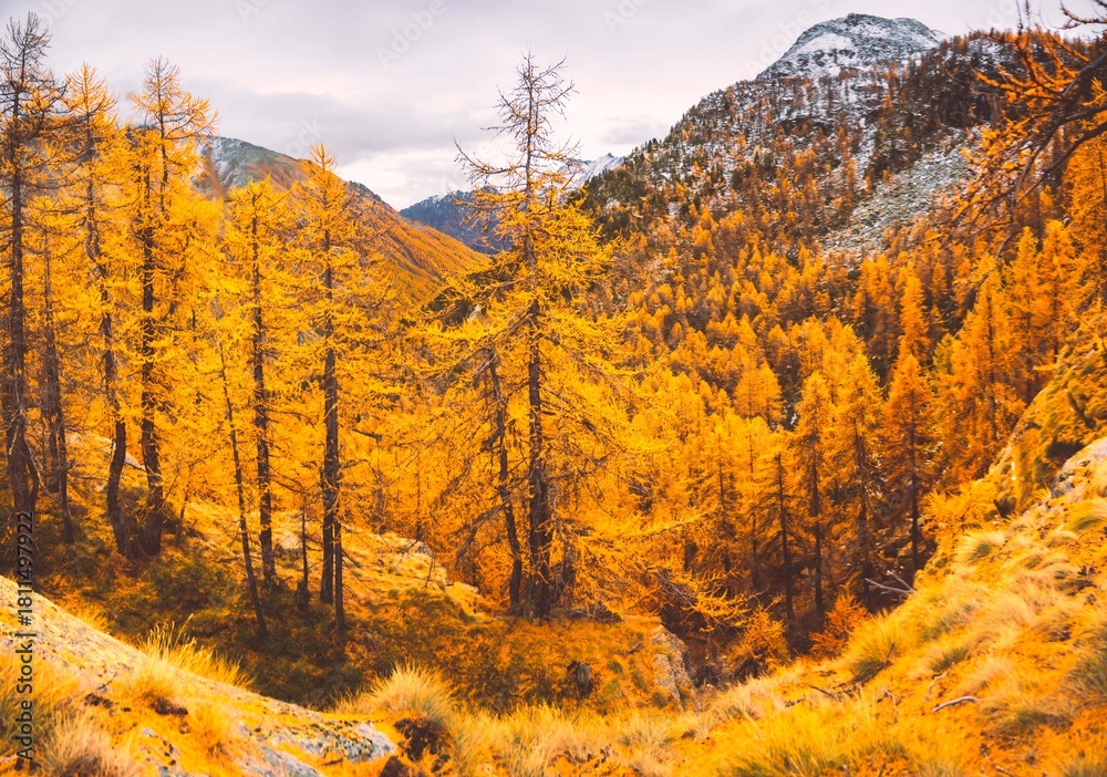 Fototapeta premium autumn landscape in the mountains