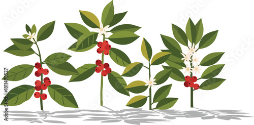 Coffee Plants With Red Berries And White Flowers Green Leaves And Gray Shadows Isolated On White