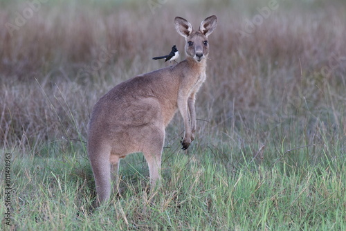 eastern grey kangaroo  Queensland Australia