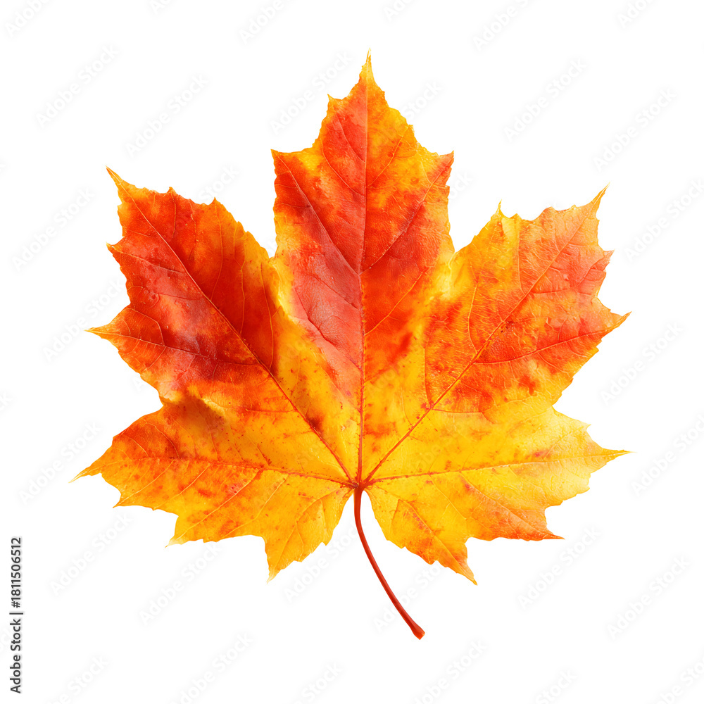 Obraz premium Vibrant Autumn Maple Leaf in Shades of Orange