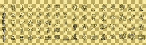 Anatomical illustrations showcase human body parts organs and systems on a checkered background