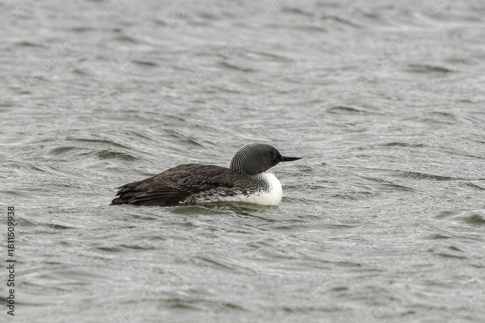 Fototapeta premium Plongeon catmarin, Gavia stellata, Red throated Loon, Spitzberg, Svalbard, Norvè